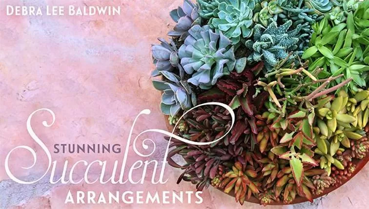 mybluprint Stunning Succulent Arrangements mybluprint Stunning Succulent Arrangements