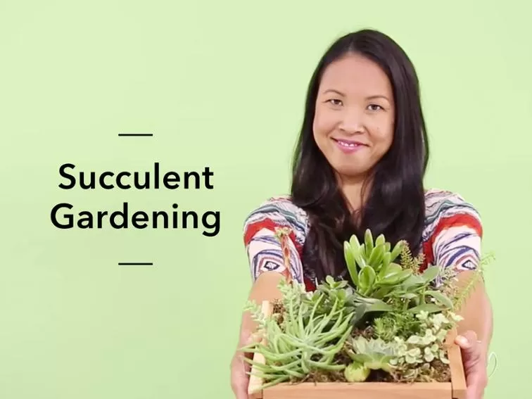 mybluprint Succulent Gardening