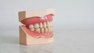 Learn Oral Biology