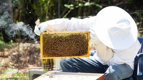 Beginning In Beekeeping Start Your Very First Beehive
