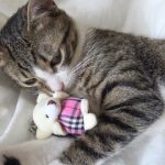 Cat Care 101 The Cat Owner Guide