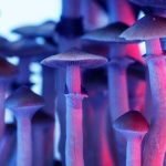 The Power Of Medicinal Mushrooms Entheogenic Shamanism