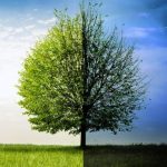 Circadian Rhythm Reset