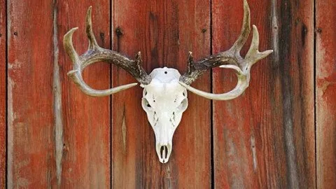Whitetail Deer Hunting 101