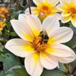 A Beginners Guide To Sustainable Gardening