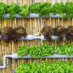 Guide to Hydroponic Gardening at Home