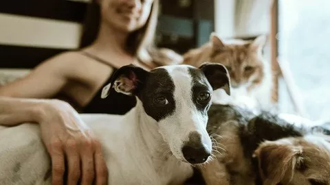 Happy Handling For Cats And Dogs