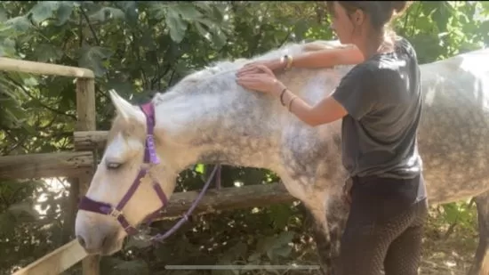 Equine Bodywork for Beginners Module 1 The Neck
