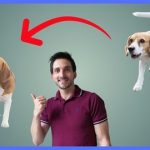 Dog Training And Behaviour Modification Principles