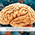 Exploring the Brain Neuroanatomy Basics