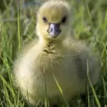 Reiki: For Animals