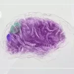 Stem Cells & Ai In Drug Discovery: Ipscs And Organoids 101