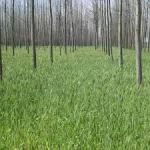 Coursera - Agroforestry Specialization
