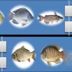 How Set Up Biofloc System For Fish Farm