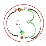 Biofloc Aquaculture System- Basic