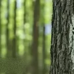 Complete Guide To Hiking The Appalachian Trail