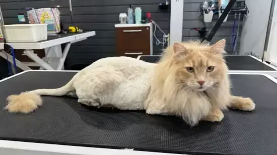 Professional Cat Grooming Masterclass From Basics to Expert Professional Cat Grooming Masterclass: From Basics to Expert - Image 1
